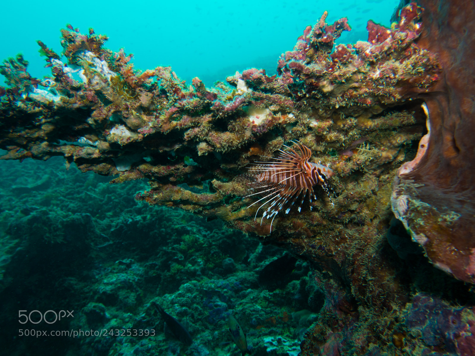 Olympus OM-D E-M10 sample photo. Lionfish photography