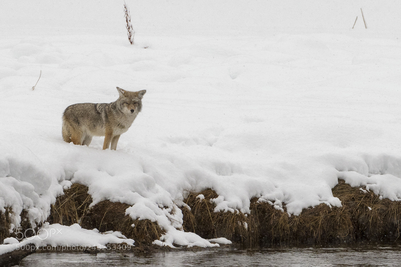 Nikon D850 sample photo. Winter coyote photography