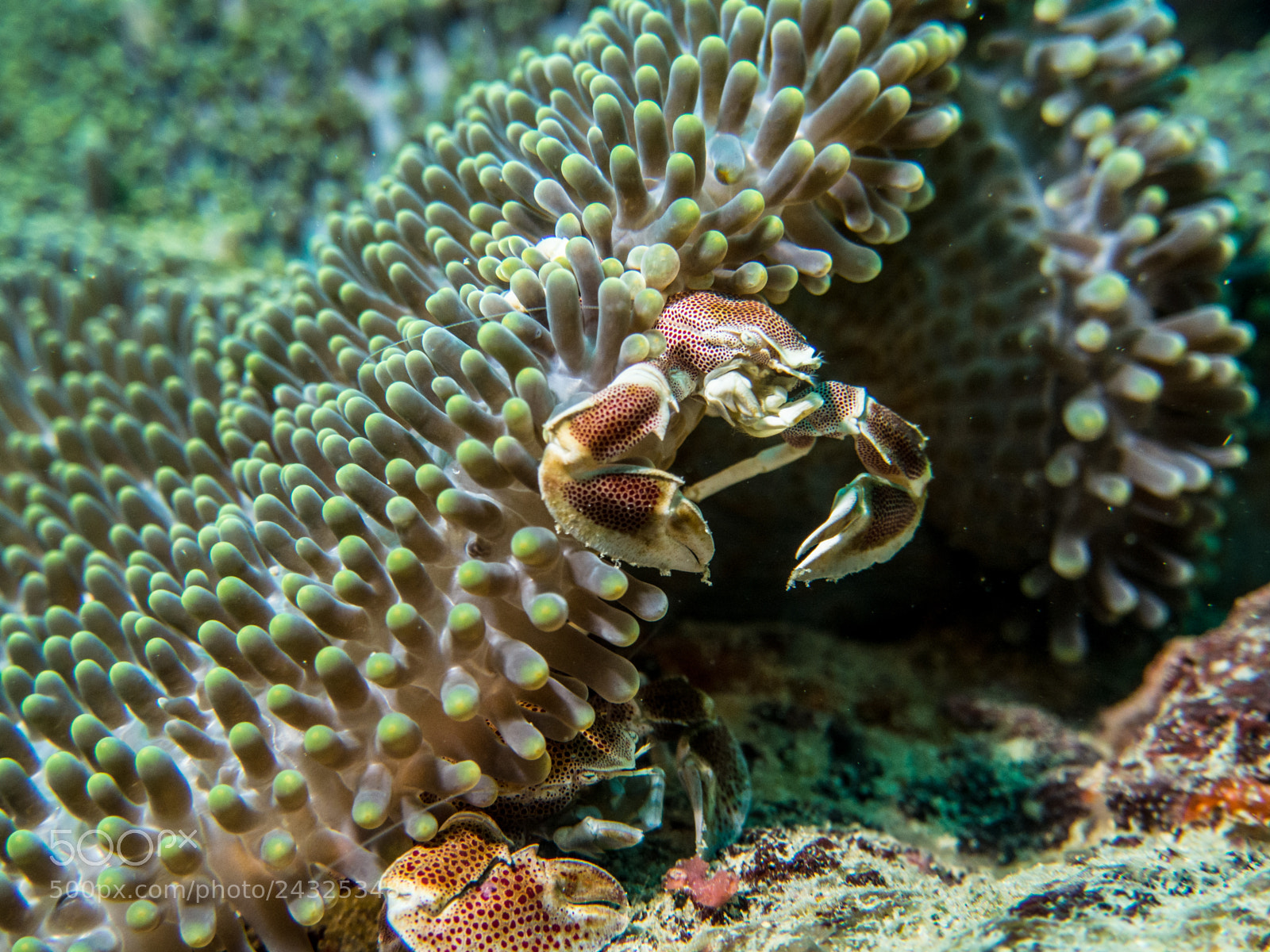 Olympus OM-D E-M10 sample photo. Porcelain crab on anemone photography