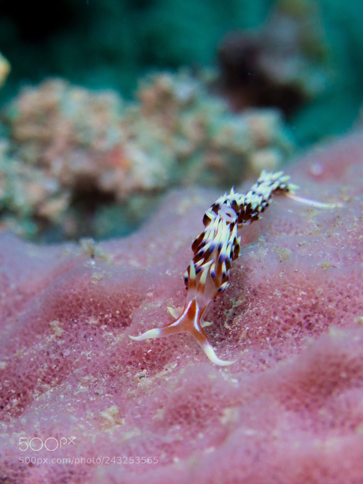 Olympus OM-D E-M10 sample photo. Blue dragon nudibranch photography