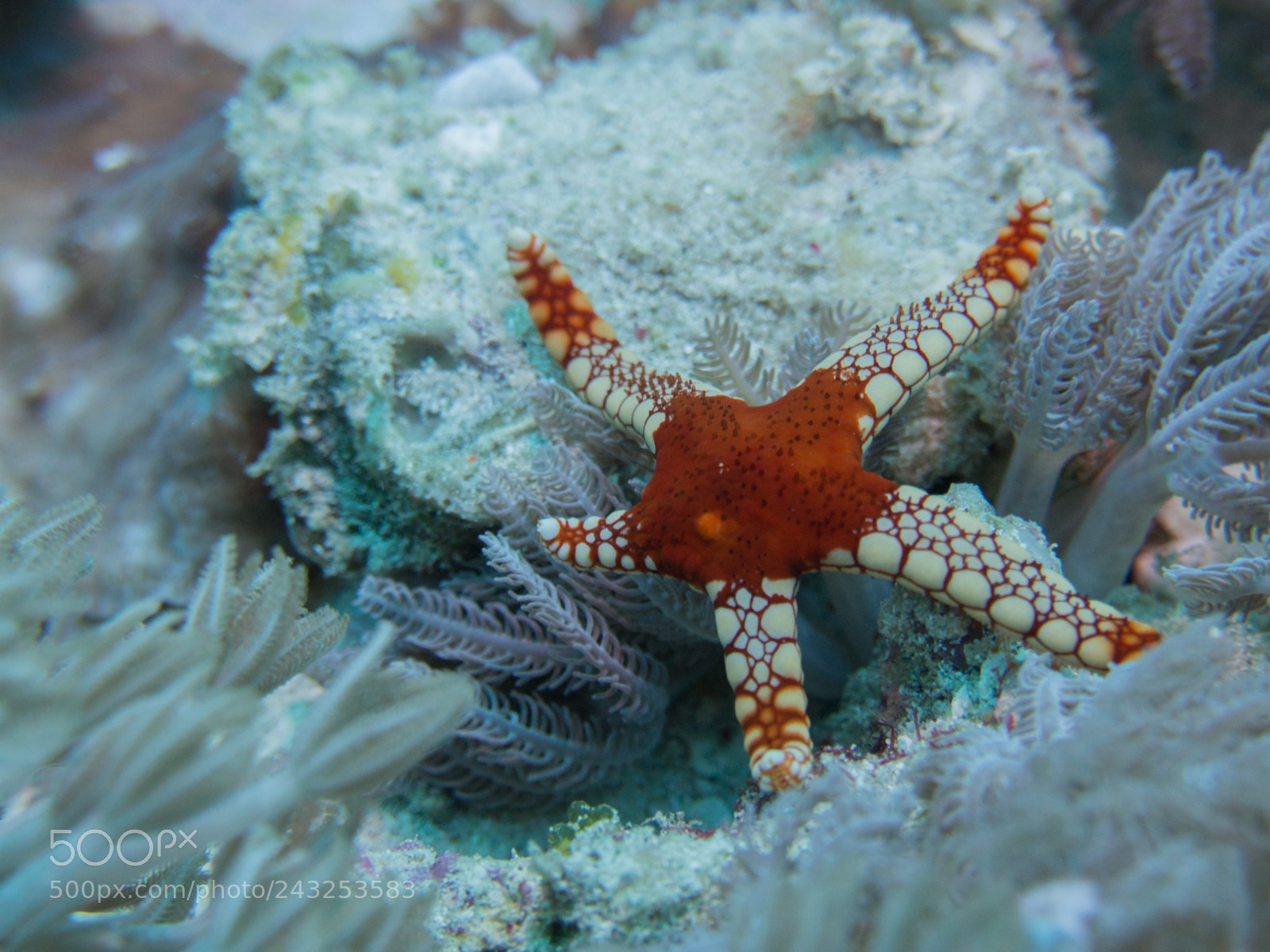 Olympus OM-D E-M10 sample photo. Starfish photography