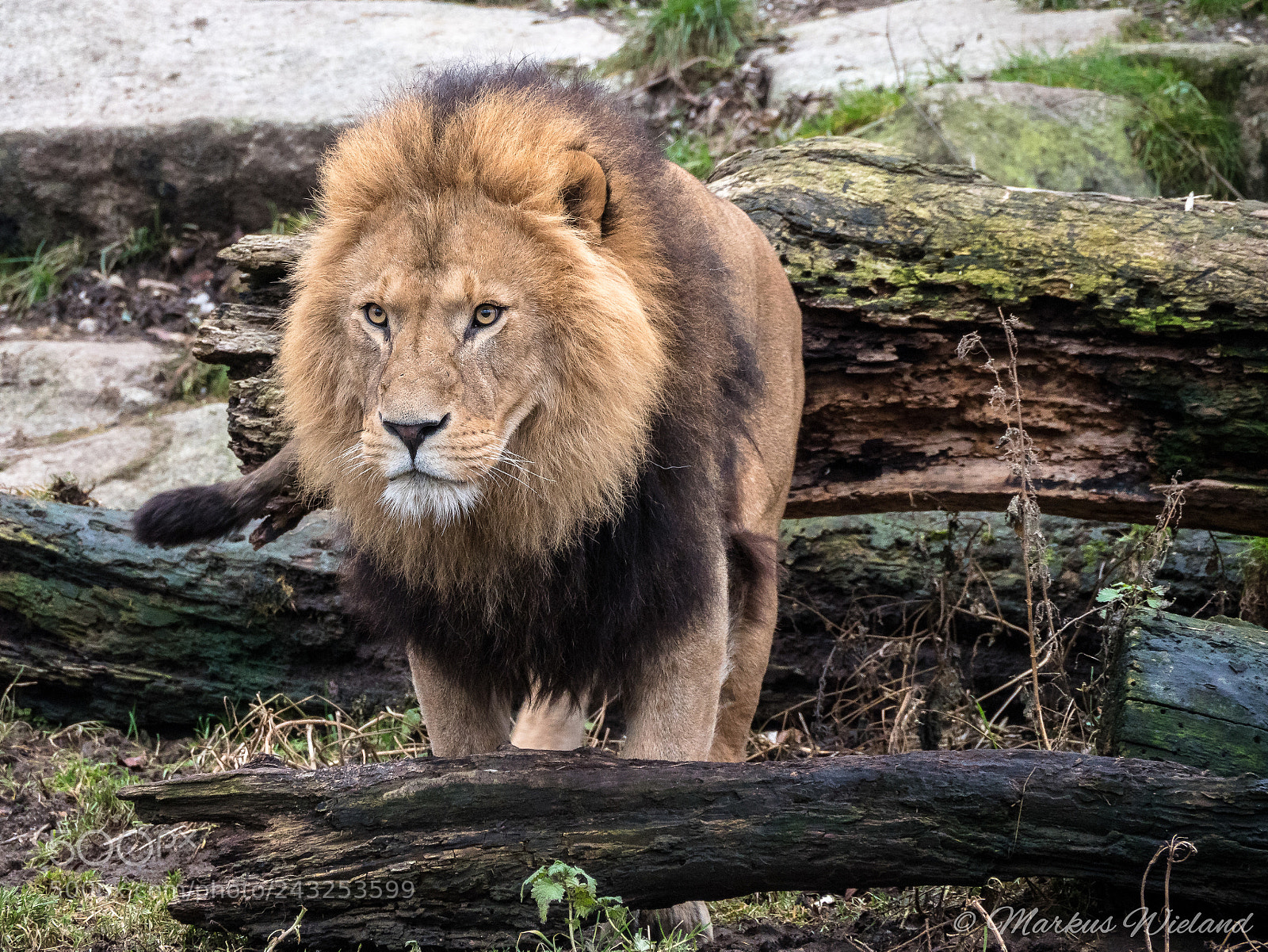 Panasonic Lumix DC-G9 sample photo. Lion photography