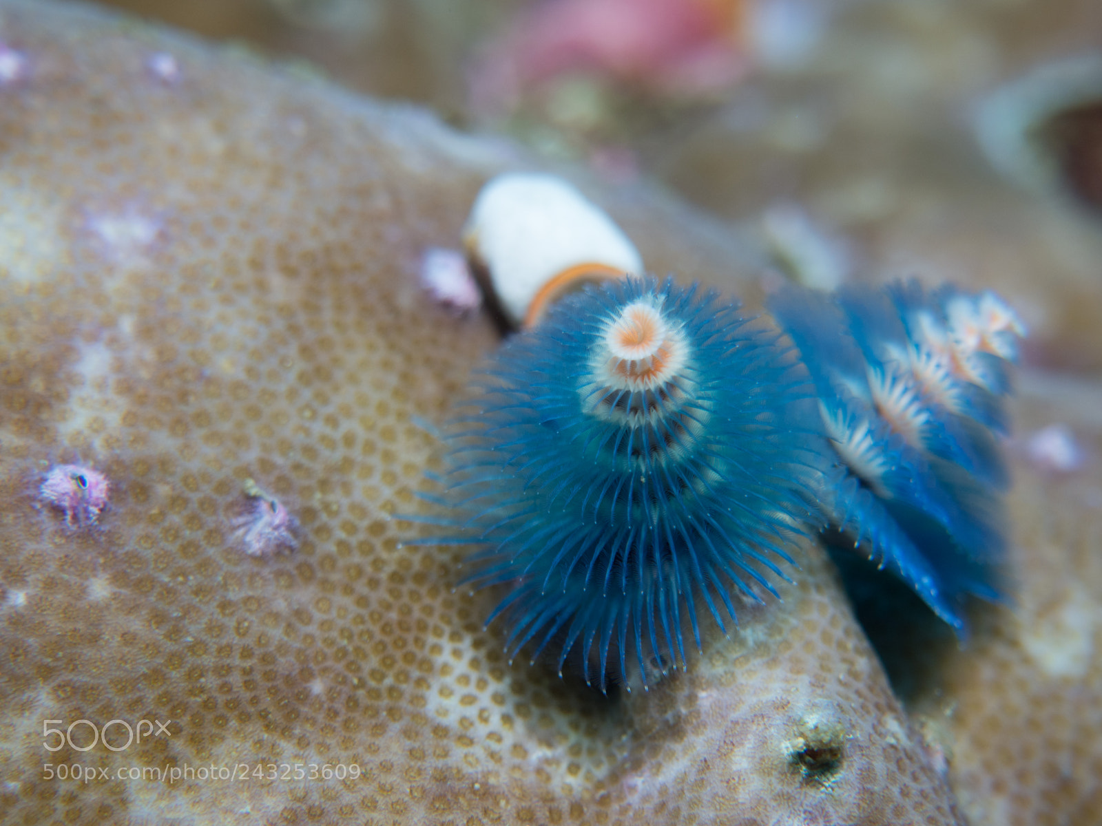 Olympus OM-D E-M10 sample photo. Christmastree worm photography