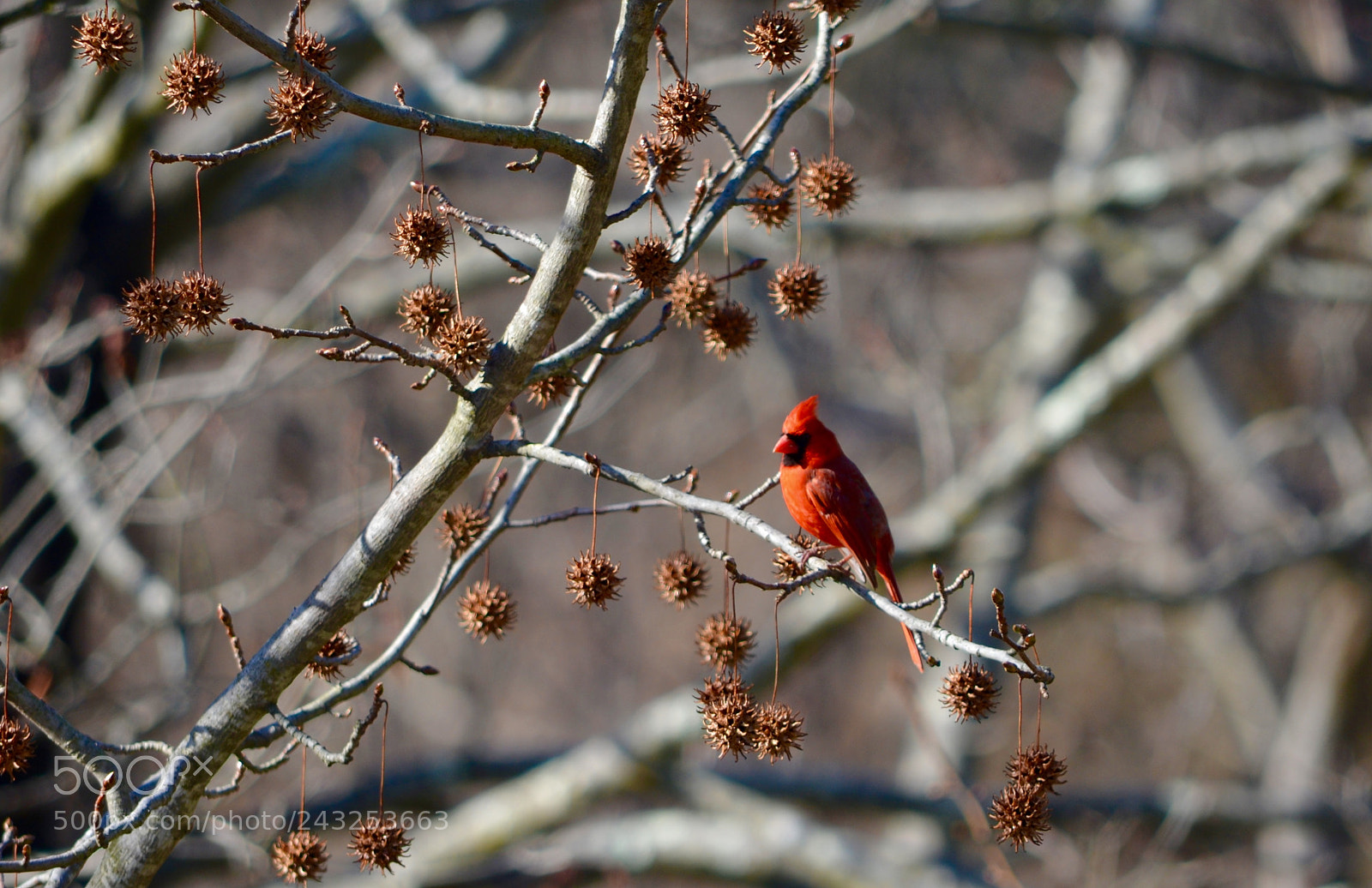 Nikon D5100 sample photo. Little cardinal waiting photography