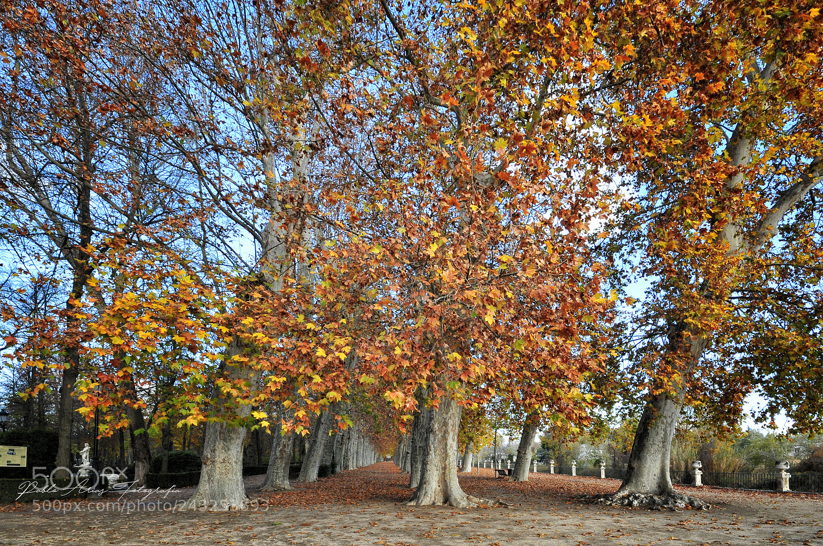 Nikon D300 sample photo. Otoño en aranjuez photography