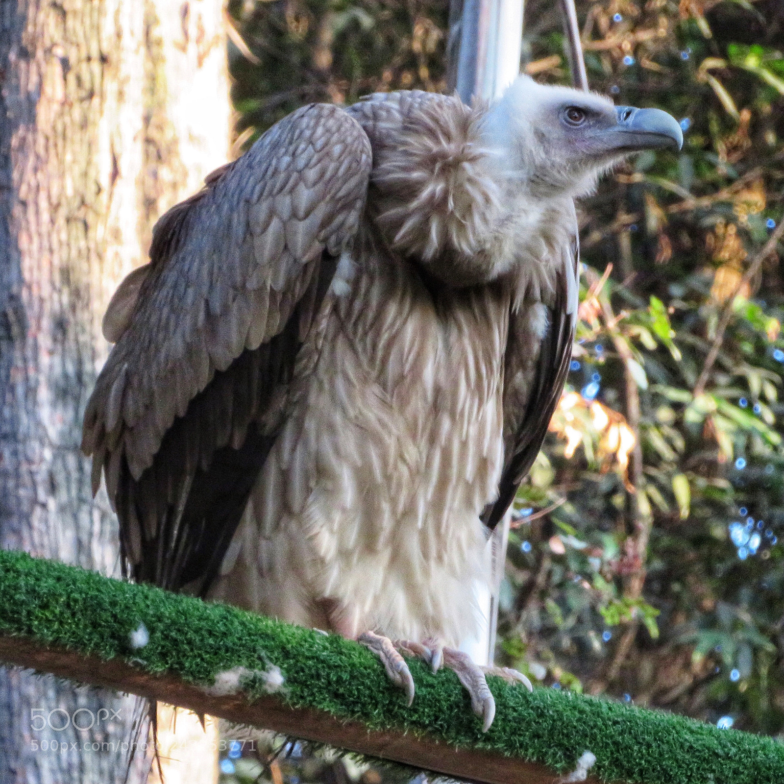 Canon PowerShot SX720 HS sample photo. Cinereous vulture photography