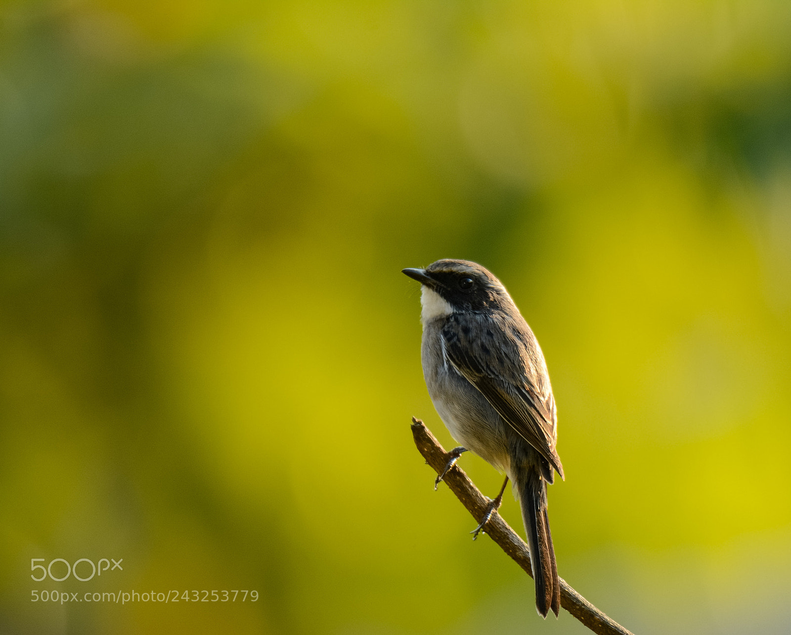 Nikon D7100 sample photo. Pied flycatcher shrike ( female) photography