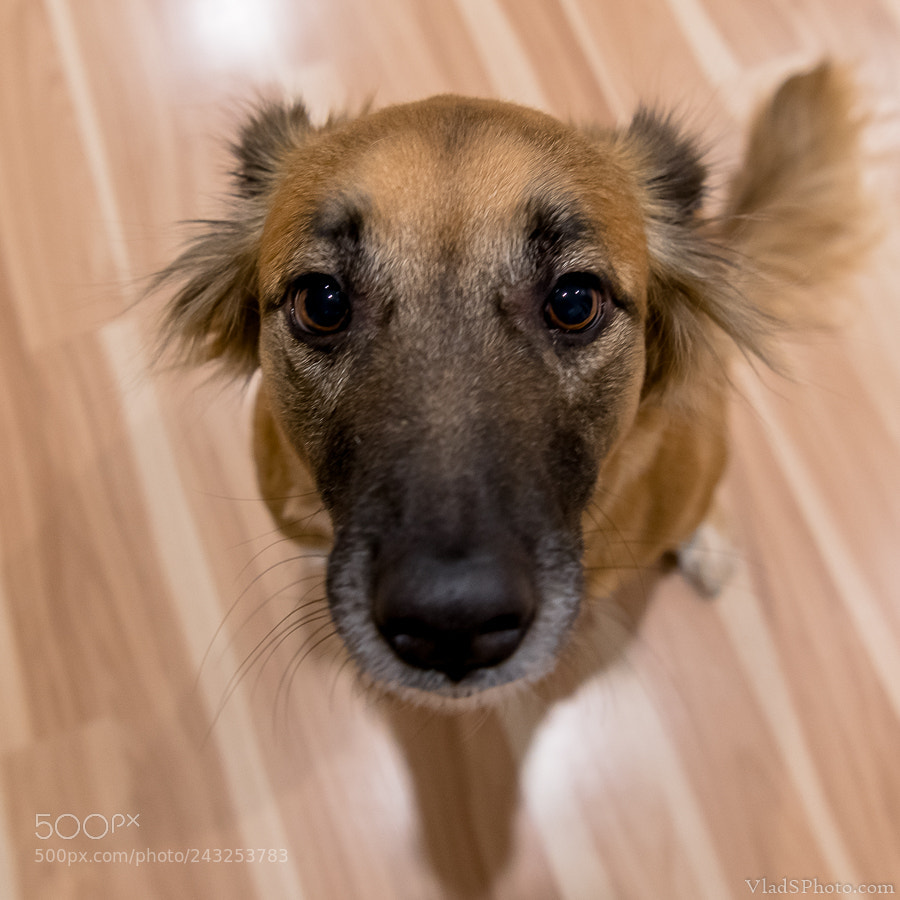 Nikon D850 sample photo. 16/365 photography