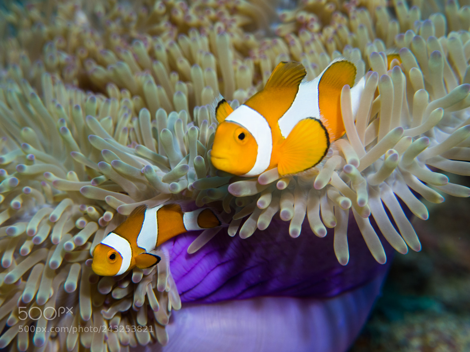 Olympus OM-D E-M10 sample photo. Clownfish photography