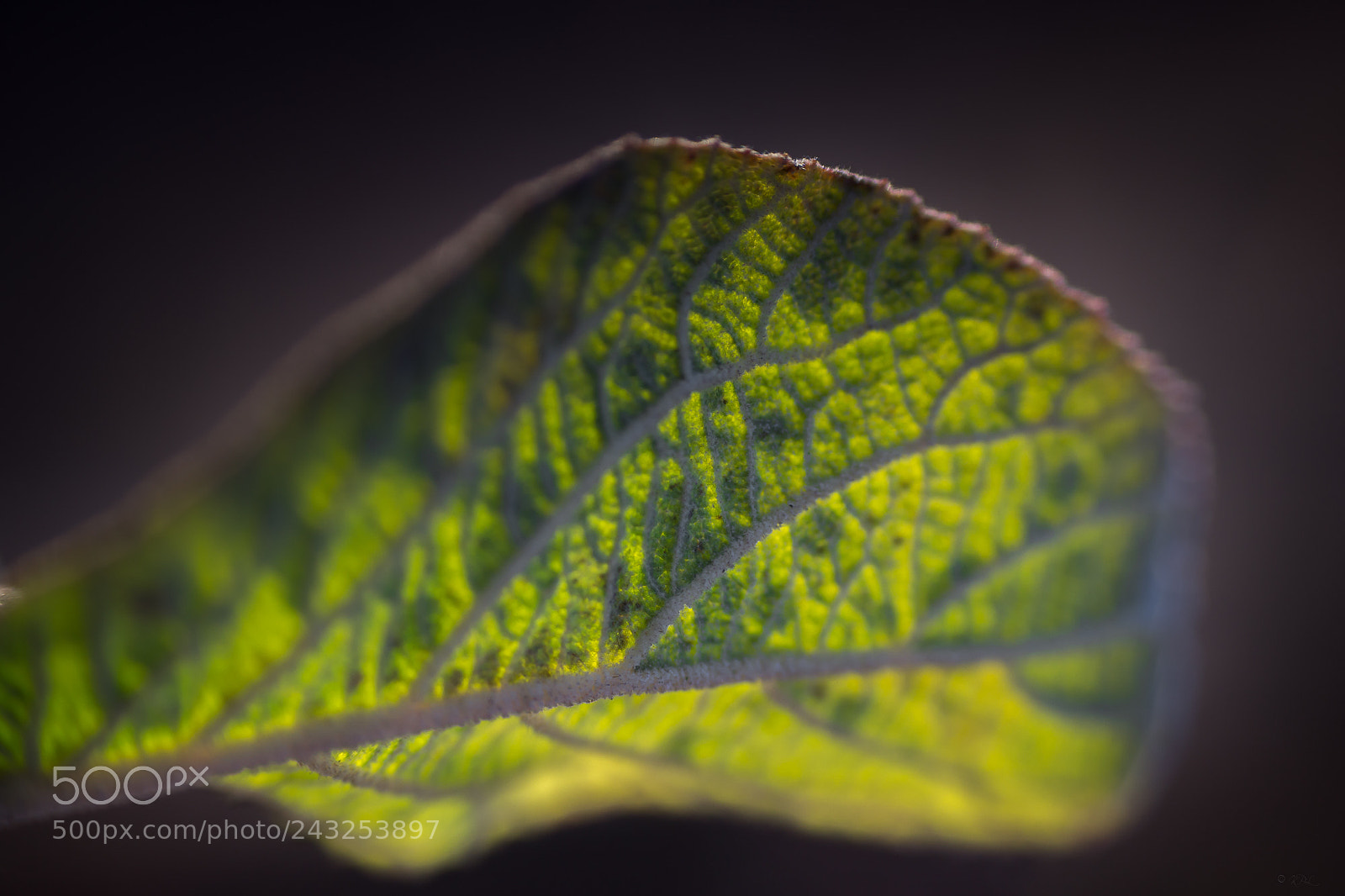 Sony SLT-A77 sample photo. Leaf photography
