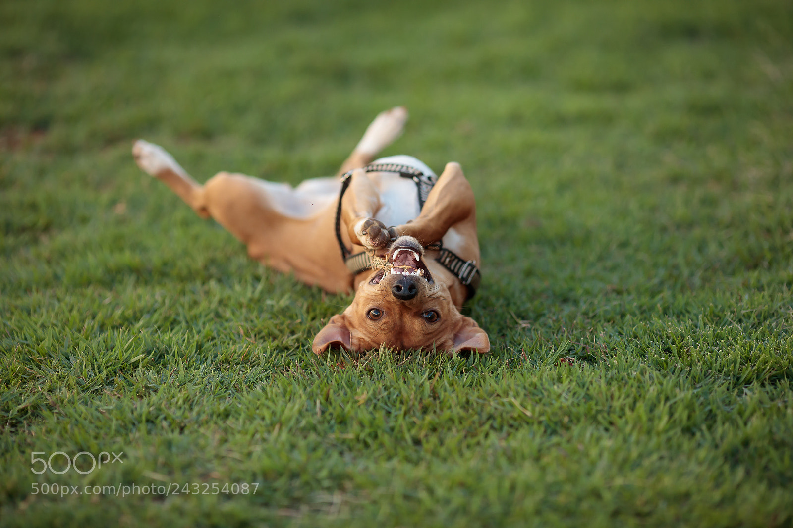 Canon EOS 5DS R sample photo. Smile photography