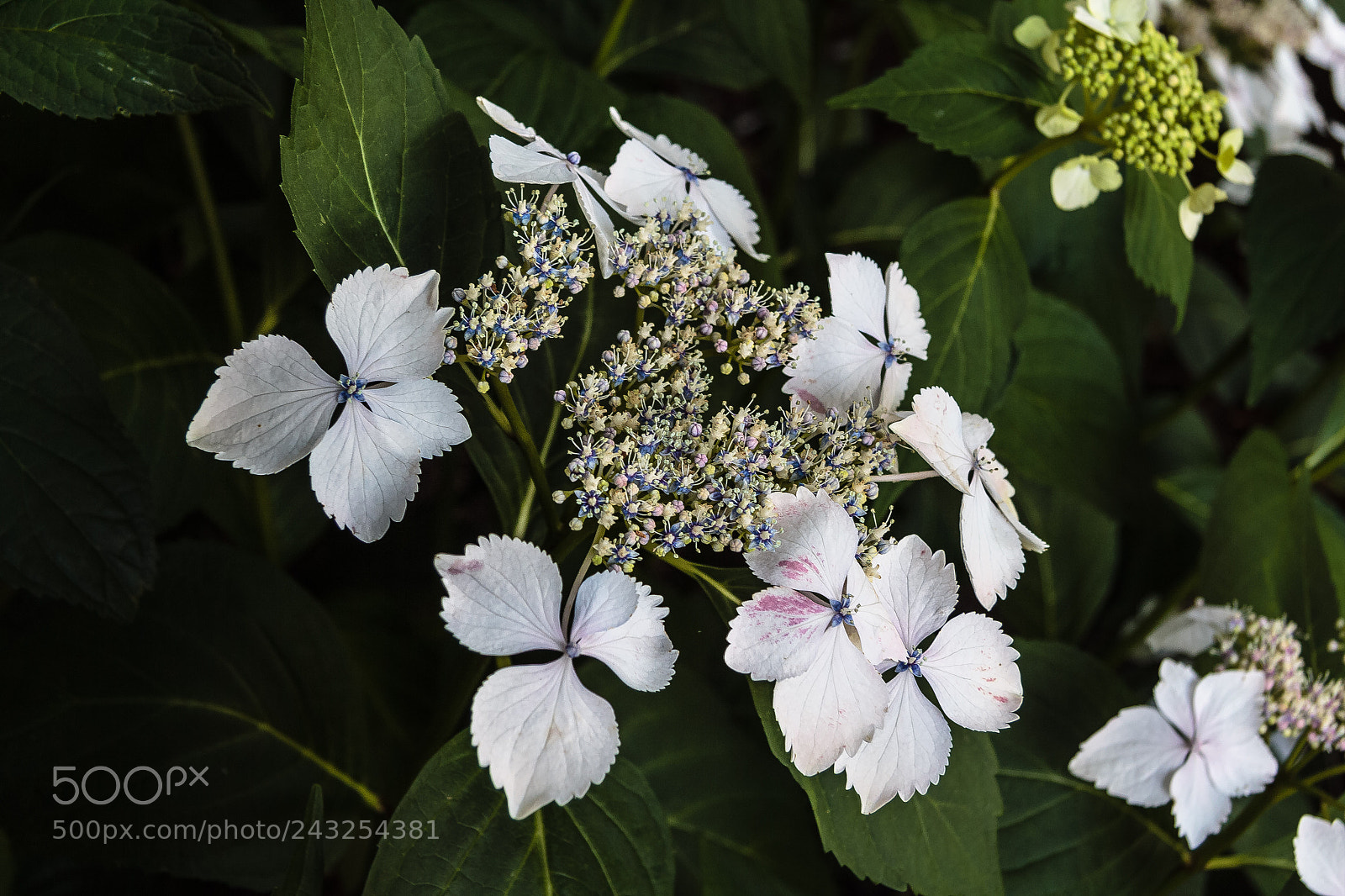 Canon EOS 60D sample photo. Hydrangea macrophylla 'white wave' photography