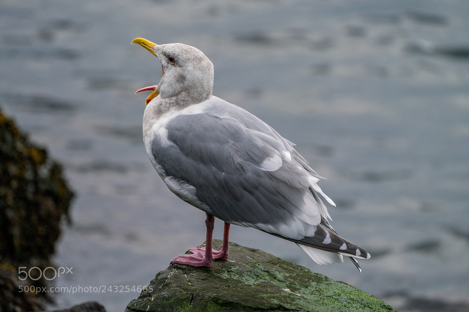 Sony a7R III sample photo. Yawning seagull photography