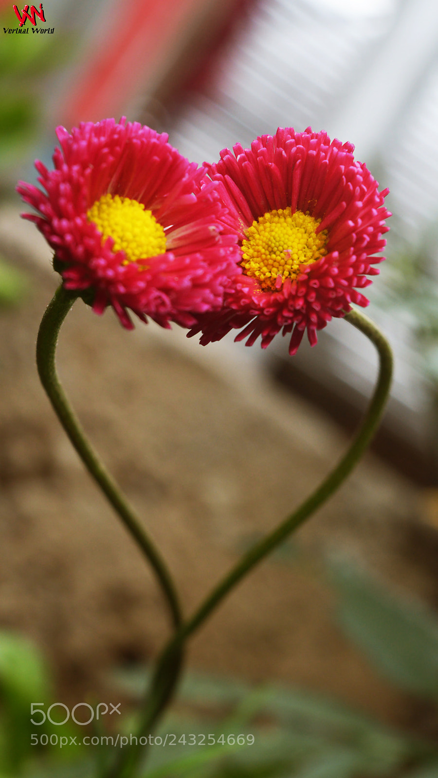 Nikon D3200 sample photo. Lovely heart photography