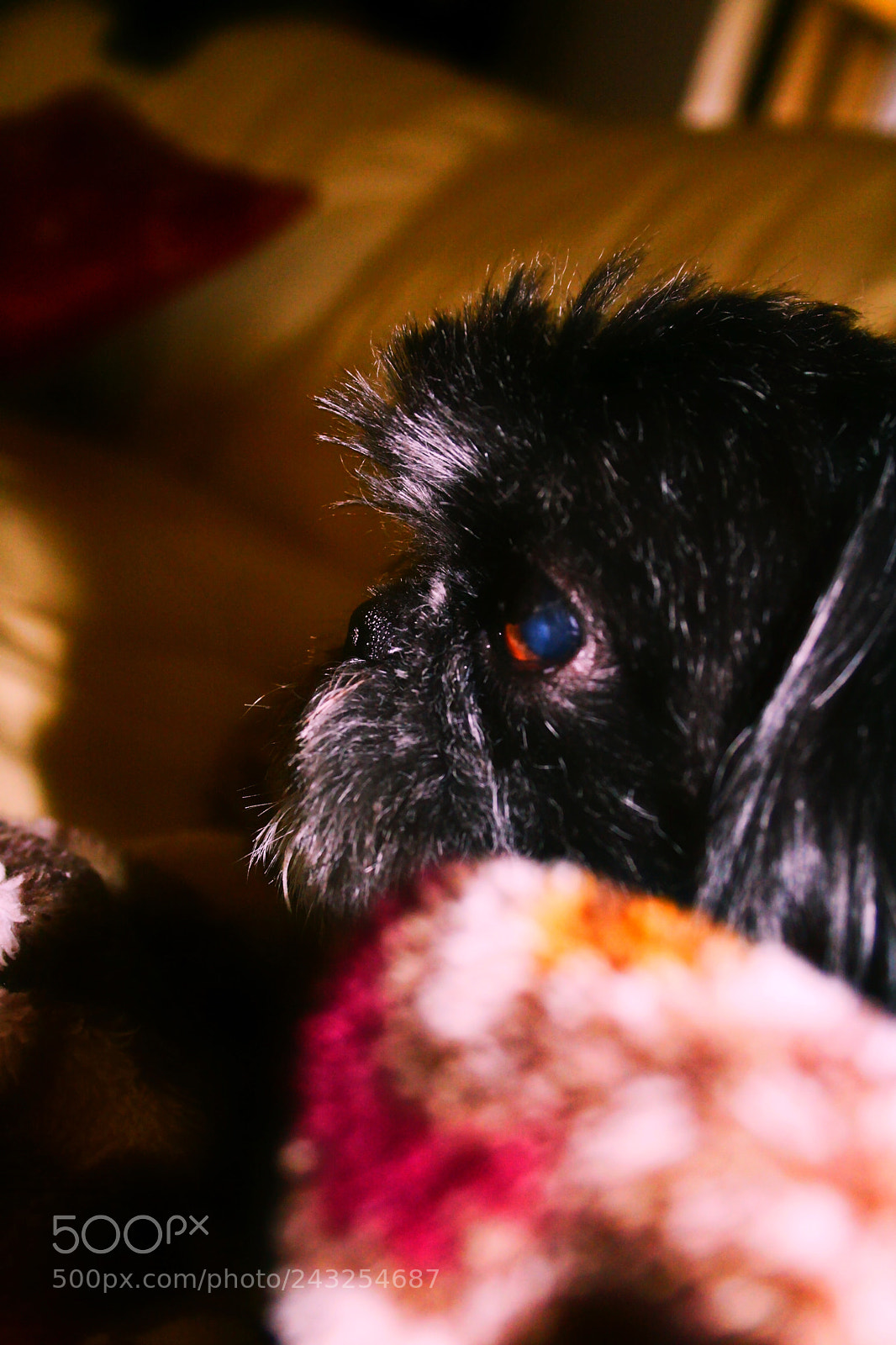 Canon EOS 400D (EOS Digital Rebel XTi / EOS Kiss Digital X) sample photo. Our shih tzu photography