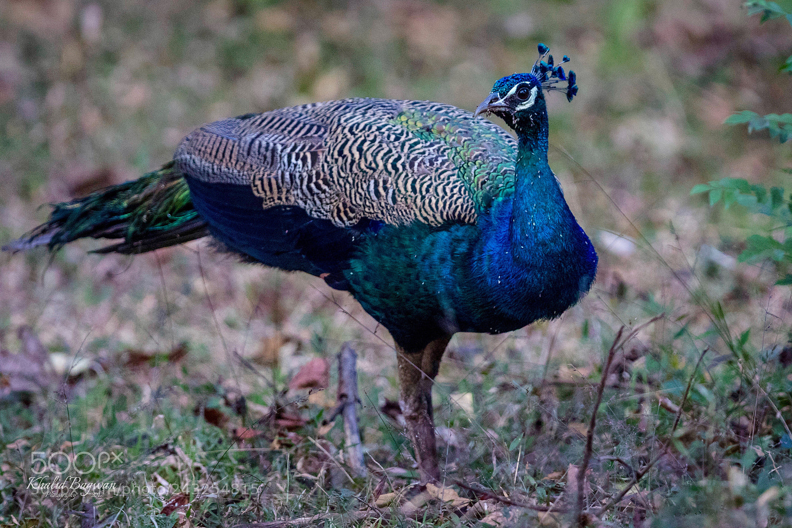 Canon EOS 7D Mark II sample photo. Indian peafowl photography