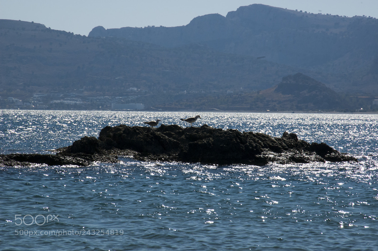 Nikon D50 sample photo. Birds on a rock photography