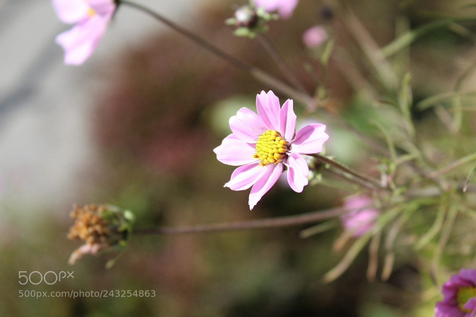 Canon EOS 1300D (EOS Rebel T6 / EOS Kiss X80) sample photo. Unwanted flower photography