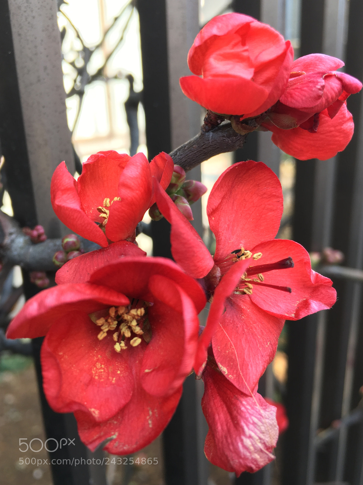 Apple iPhone 6s sample photo. Untitled photography