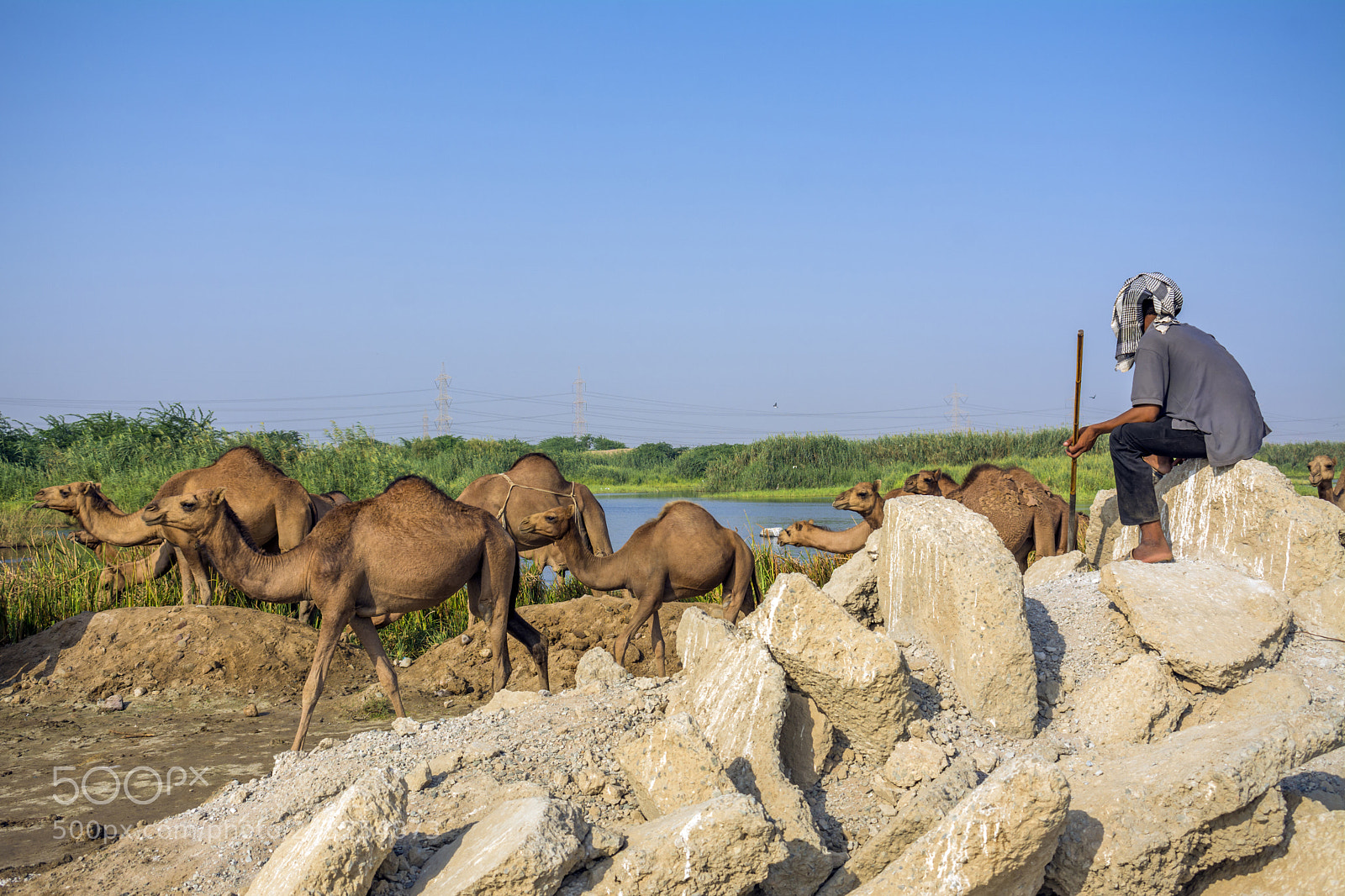 Nikon D7100 sample photo. Camels photography