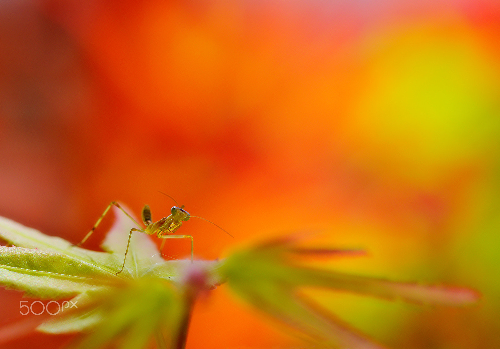 Pentax K-1 + Pentax smc D-FA 100mm F2.8 Macro WR sample photo. 小螳螂 photography