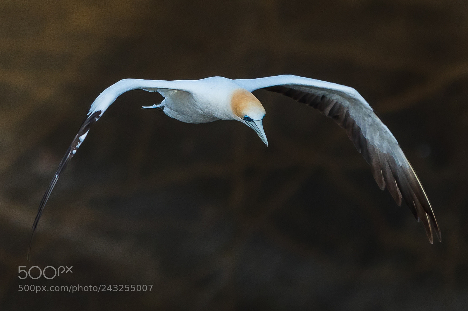 Canon EOS 7D Mark II sample photo. Gannet photography