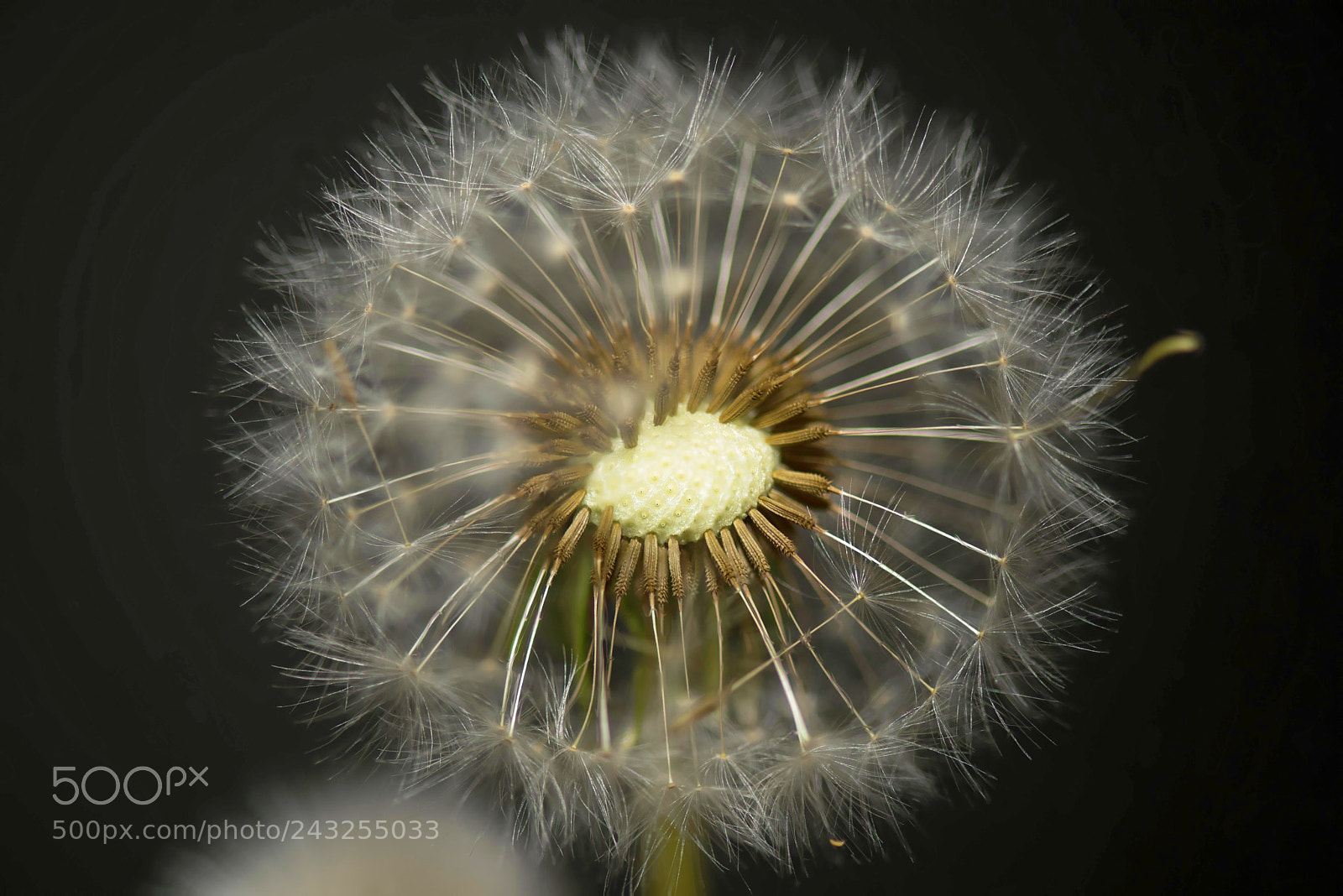 Nikon D810 sample photo. Dandelion photography
