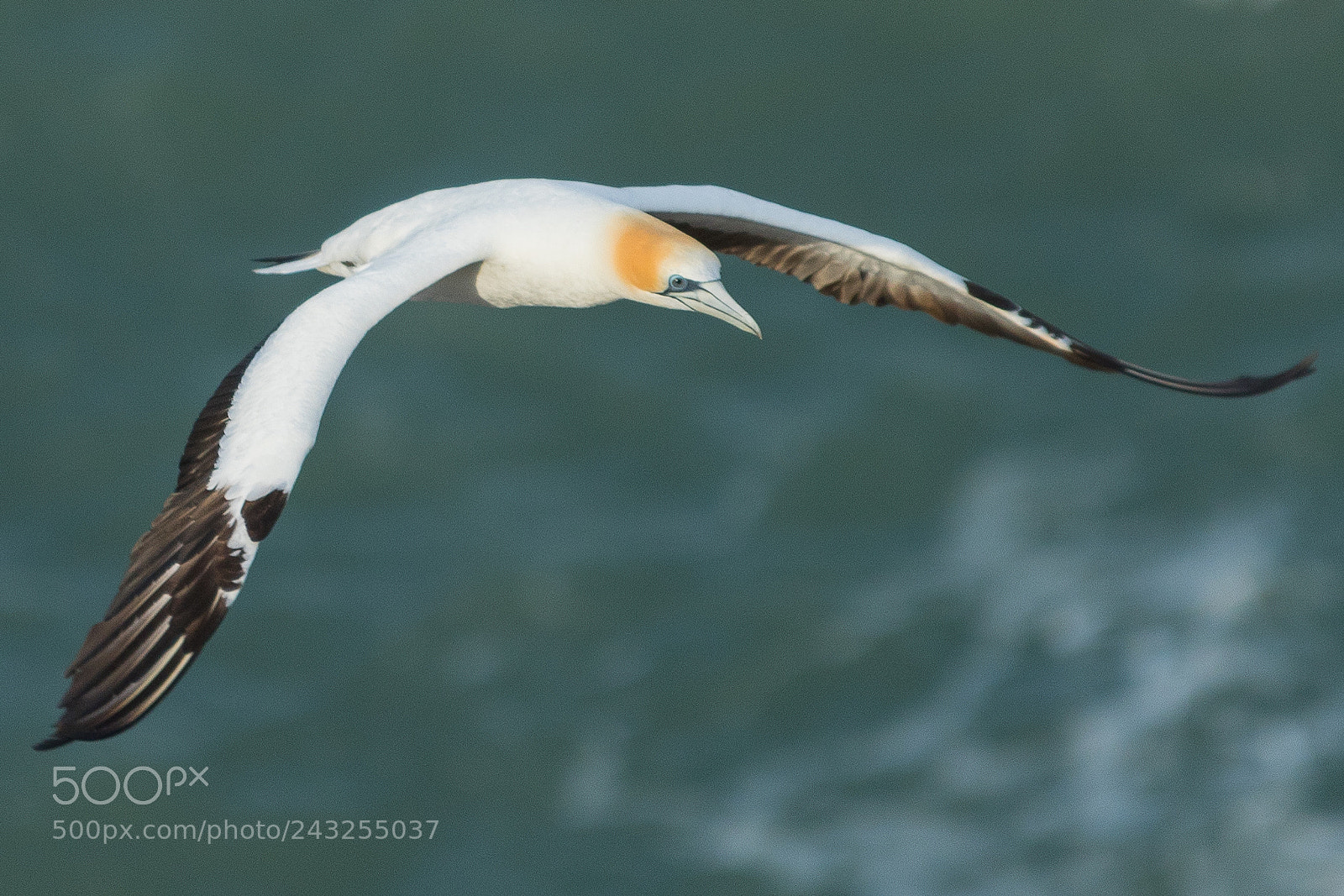 Canon EOS 7D Mark II sample photo. Gannet photography