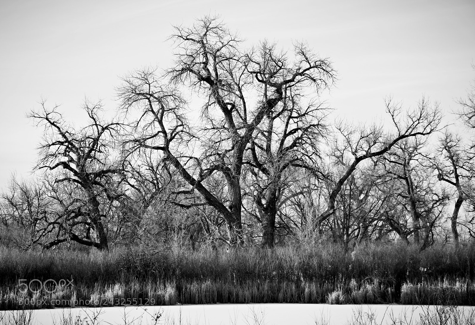 Nikon D7100 sample photo. Cherry creek winter study photography
