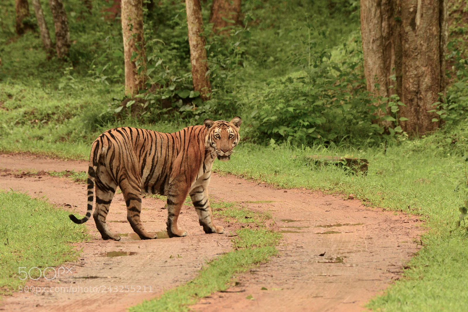 Nikon D5100 sample photo. Tiger ! photography