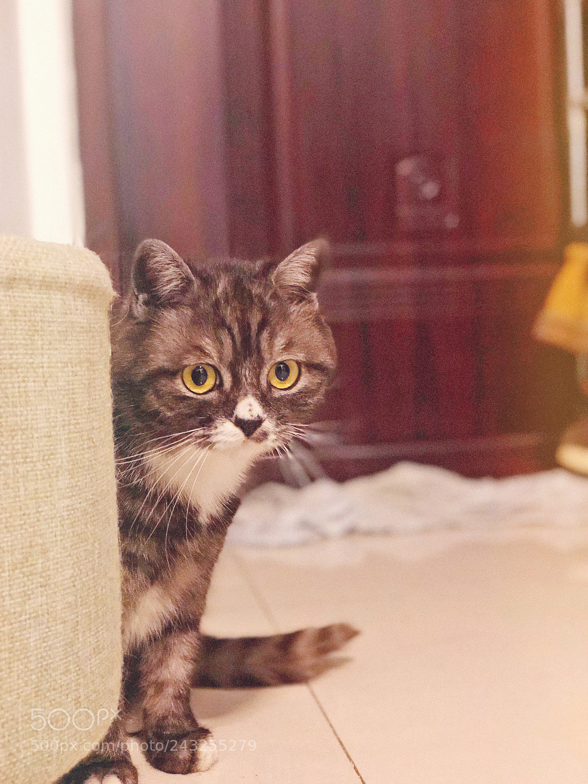 Apple iPhone X sample photo. 暗中观察 photography