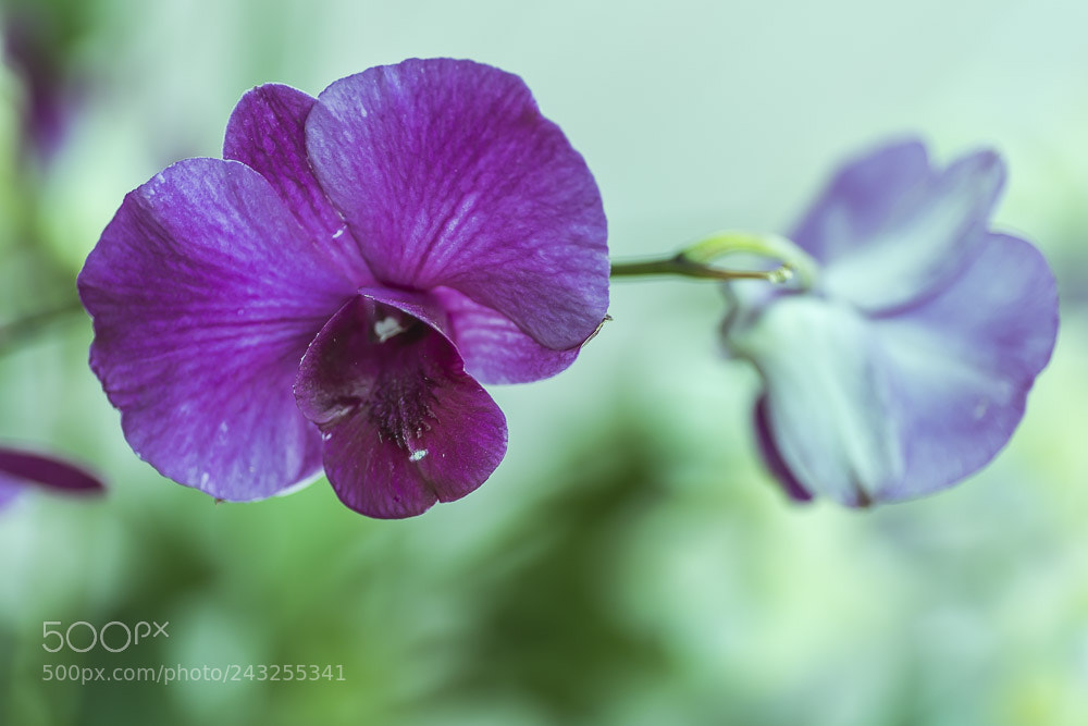 Nikon D850 sample photo. From cochin flower show photography