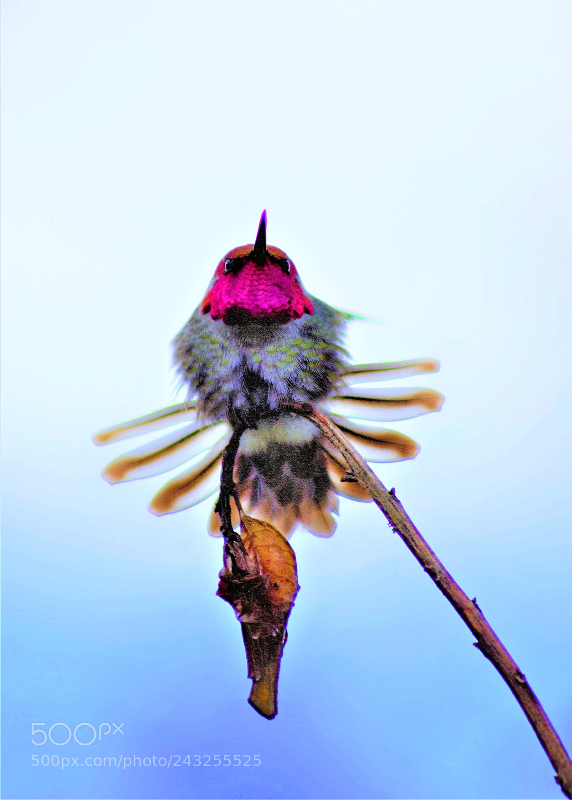 Canon EOS 60D sample photo. Honeybee -- 蜂鸟 photography