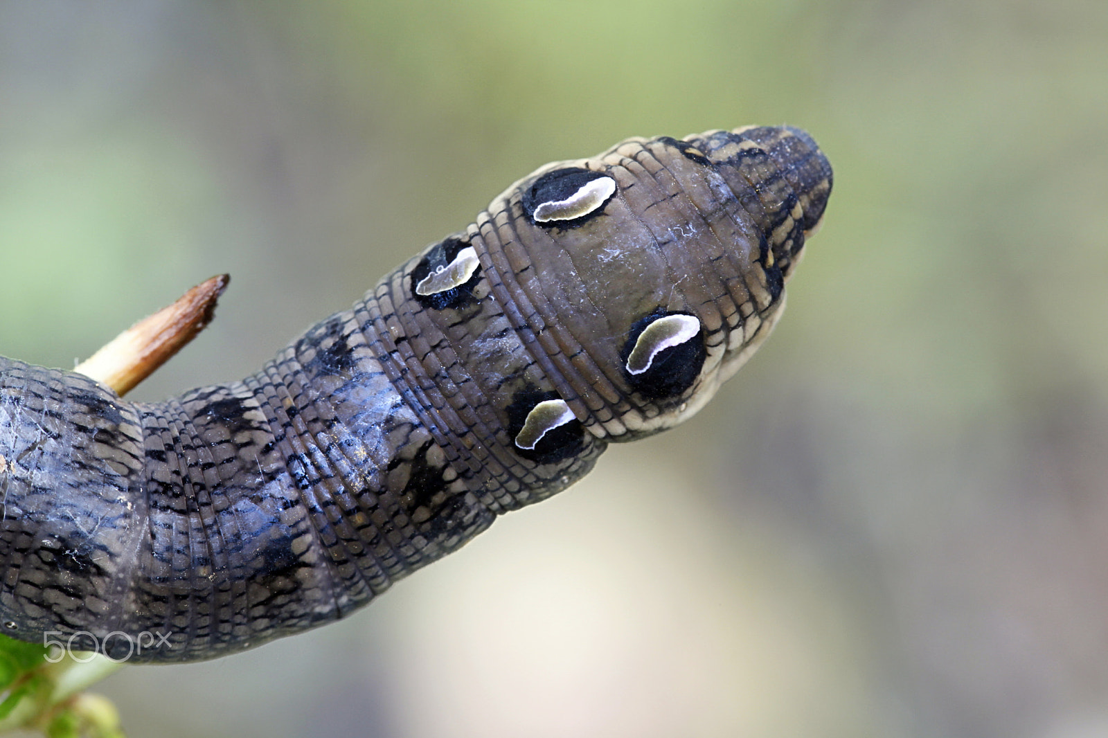 Canon EF 100mm F2.8L Macro IS USM sample photo. Elephant hawk moth caterpillar photography