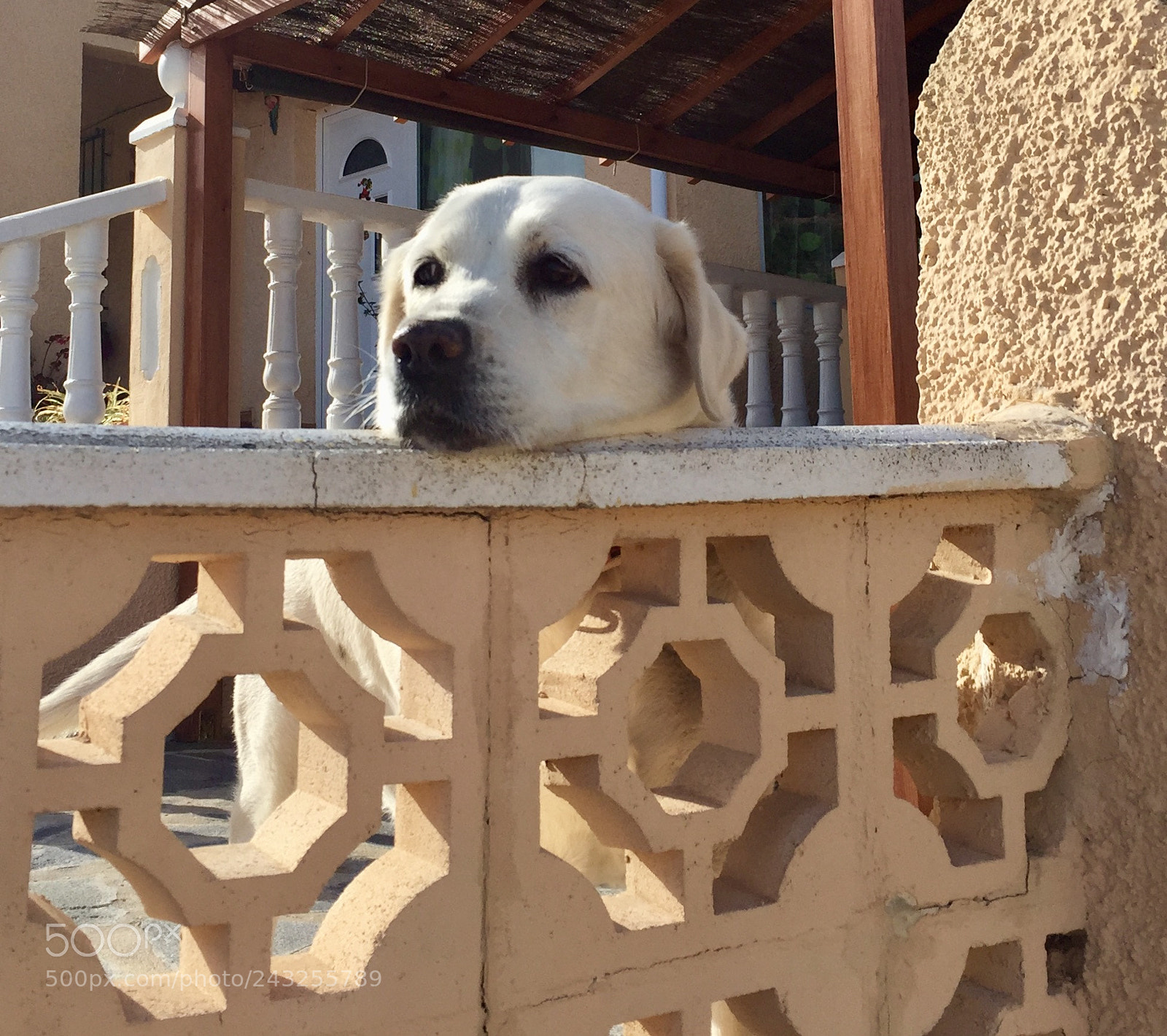 Apple iPhone 6 sample photo. Lovely spain labrador...... photography