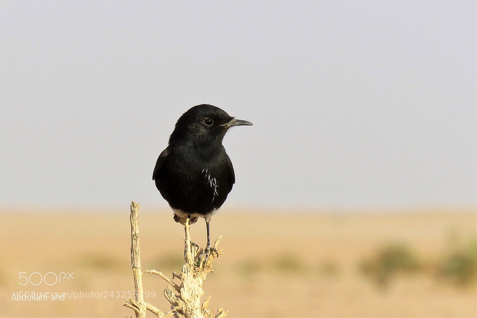 Canon PowerShot SX60 HS sample photo. Pied stonechat photography