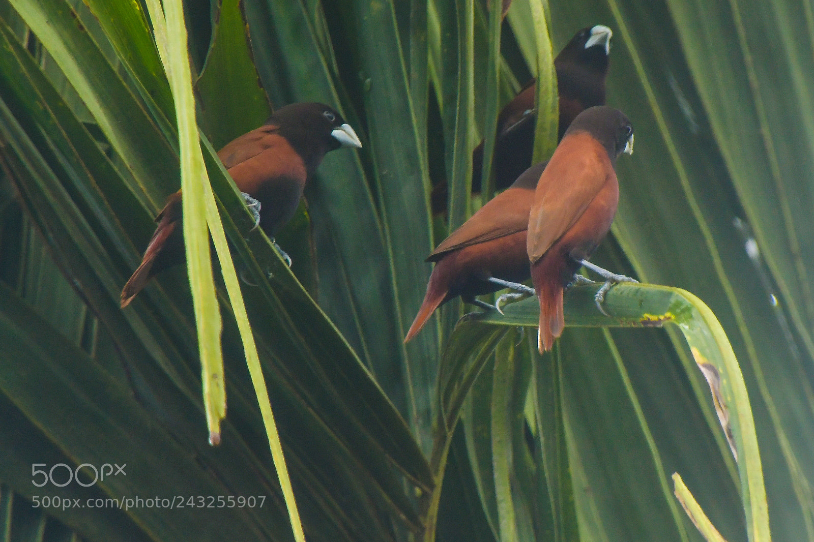 Nikon D7500 sample photo. Brown birds photography