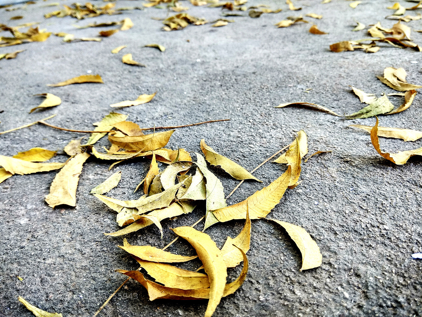 Xiaomi Redmi Note 4 sample photo. Golden leaves photography