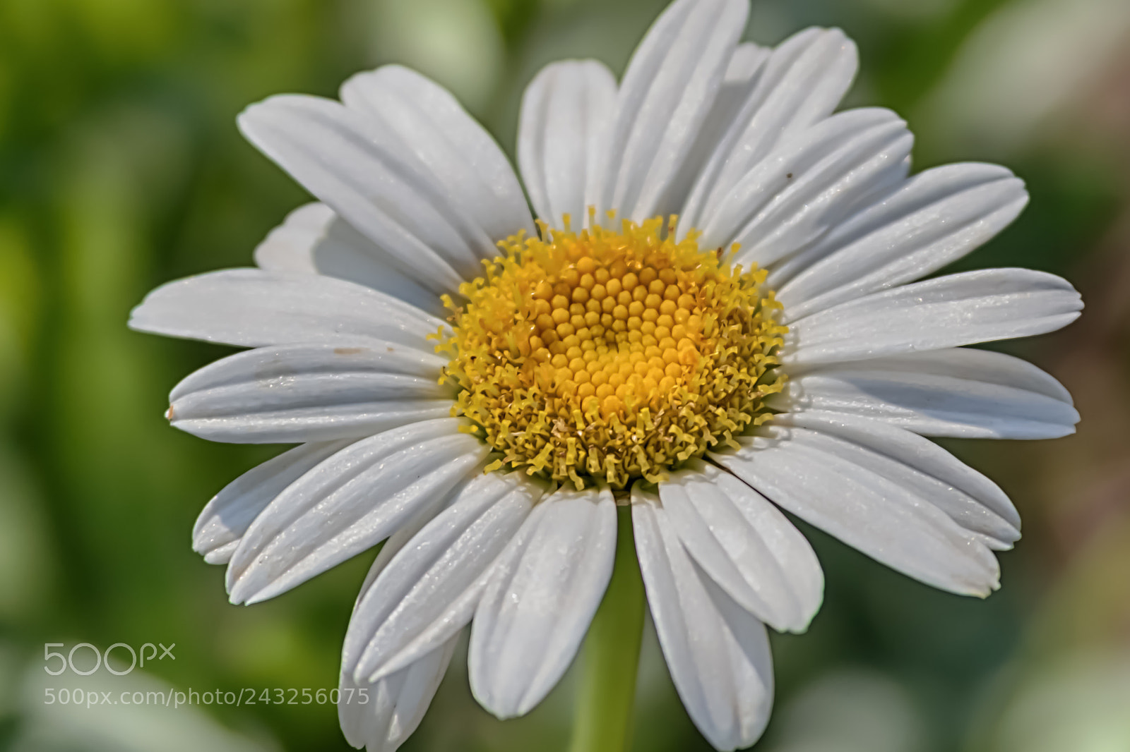 Canon EOS 100D (EOS Rebel SL1 / EOS Kiss X7) sample photo. Softly white petals photography