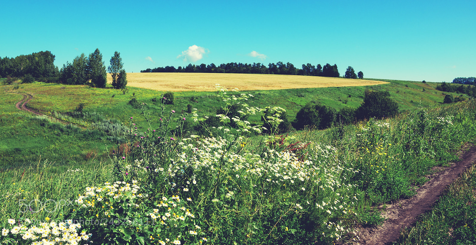 Nikon D5100 sample photo. Landscape with blooming daisies photography