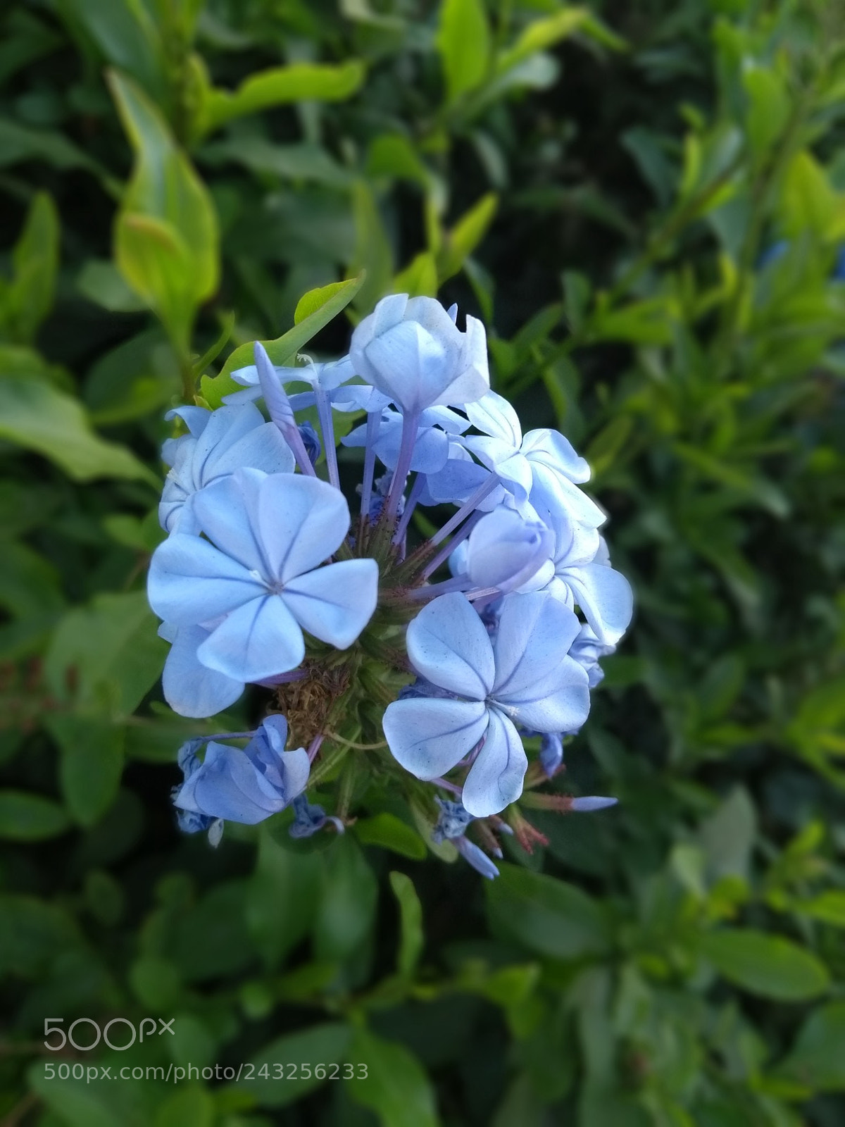 Motorola Moto G (5th Gen) sample photo. Blue❤️ photography