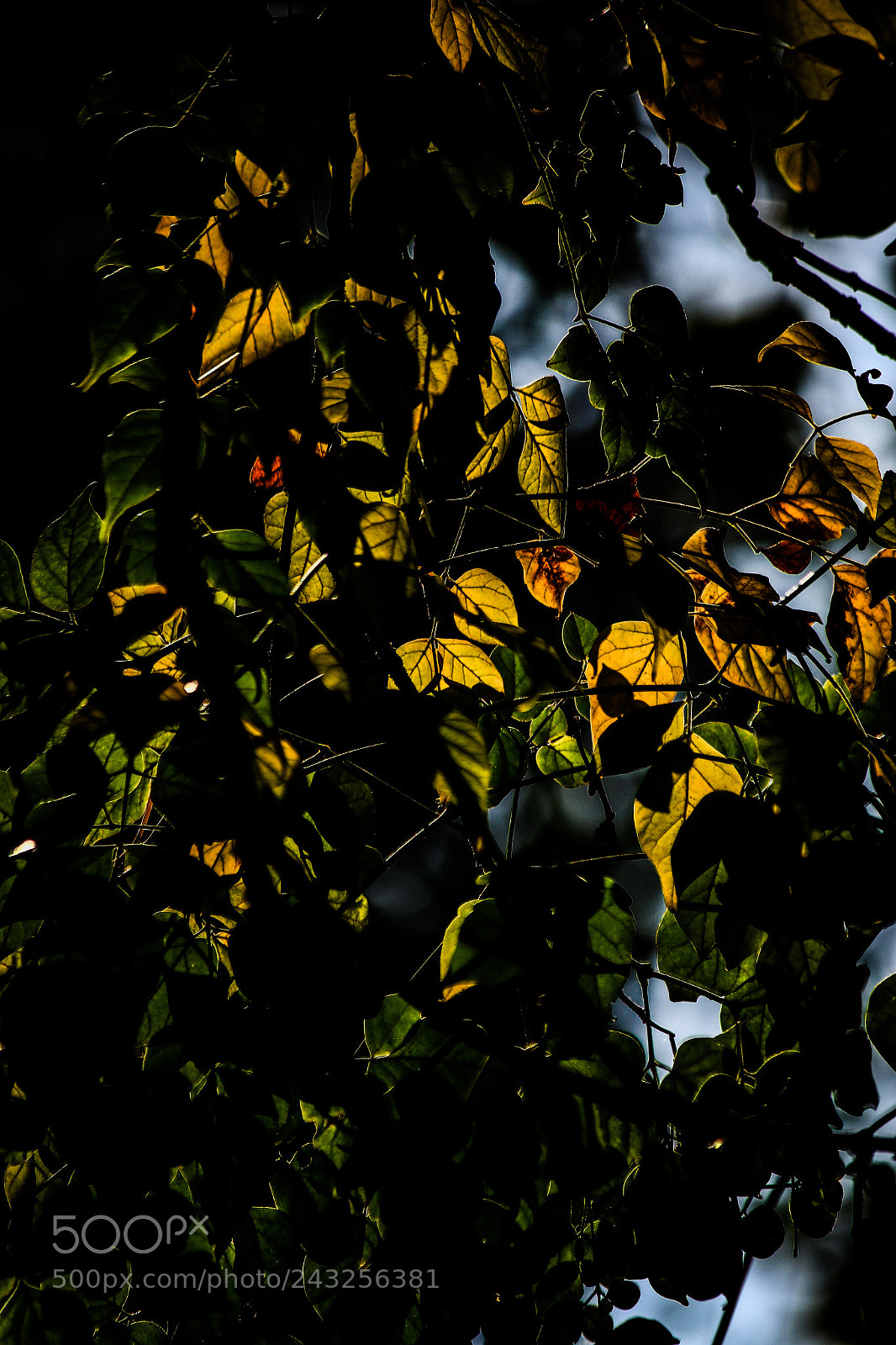 Canon EOS 7D Mark II sample photo. Untitled photography