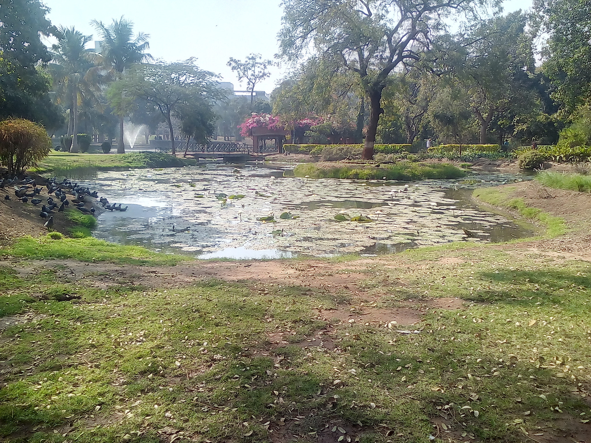 GIONEE P5 mini sample photo. Garden image photography