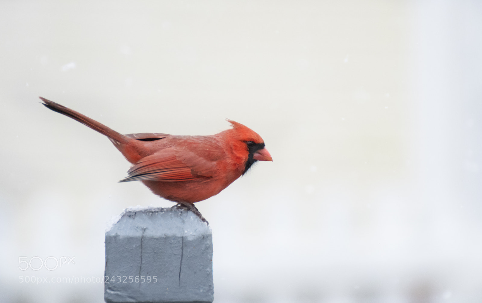 Nikon D500 sample photo. Cardinal photography