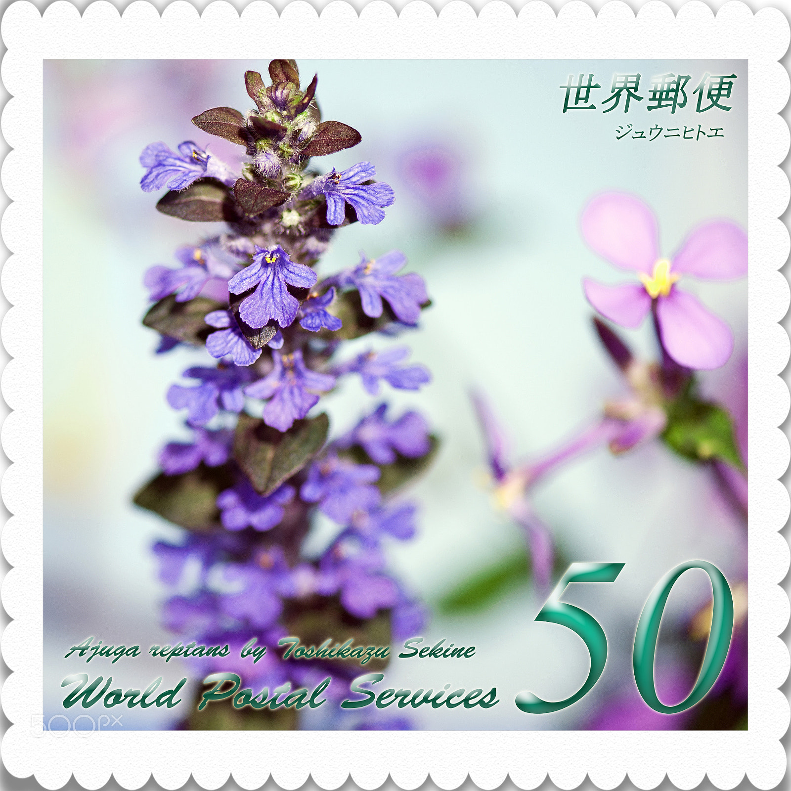 Nikon D700 sample photo. Ajuga reptans photography