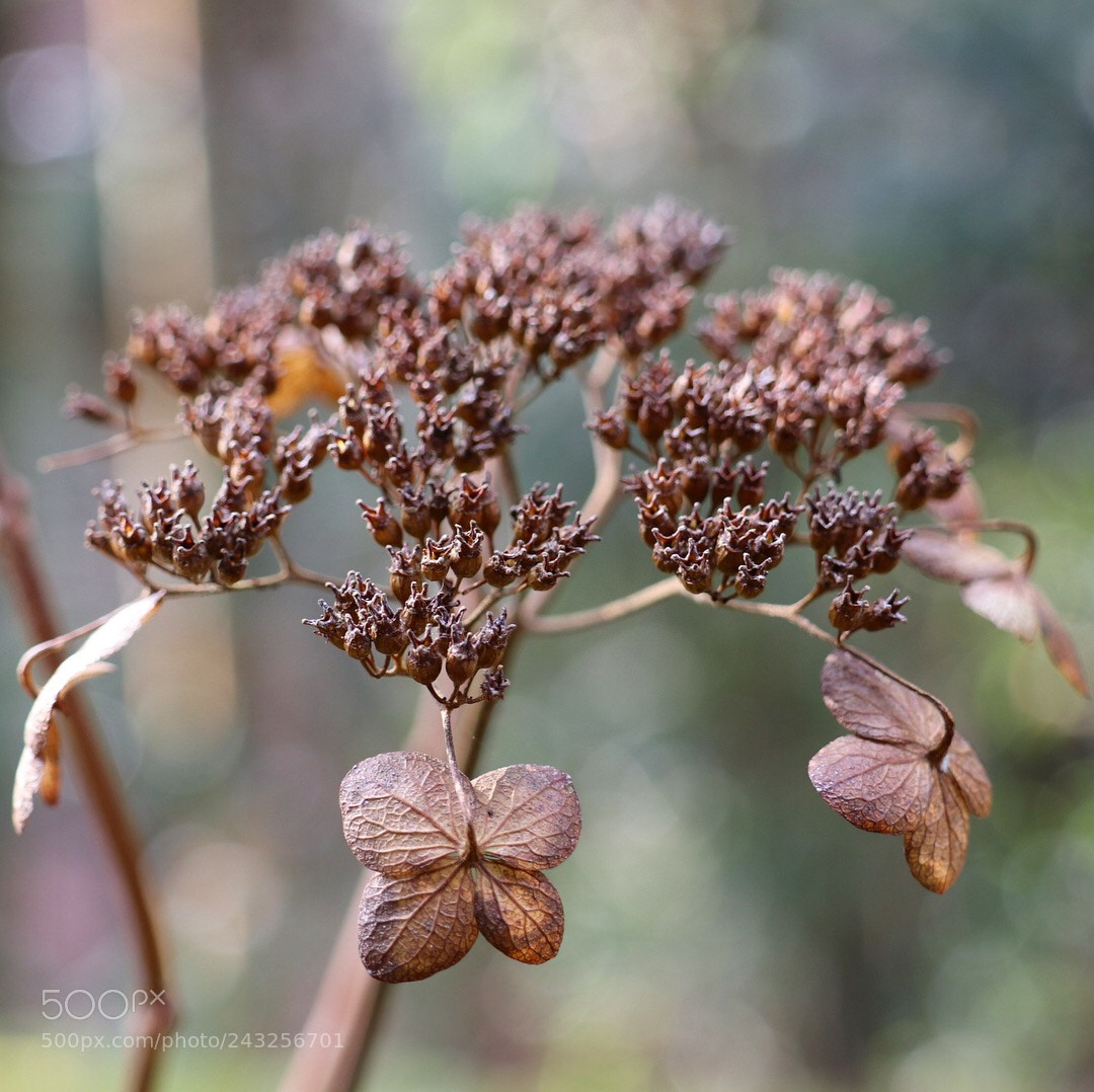 Canon EOS M6 sample photo. Dieback hydrangea. photography