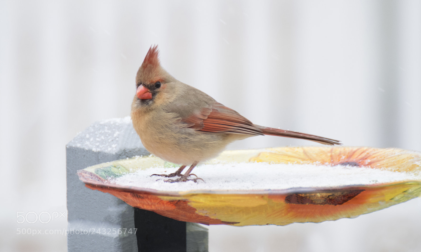 Nikon D500 sample photo. Cardinal photography