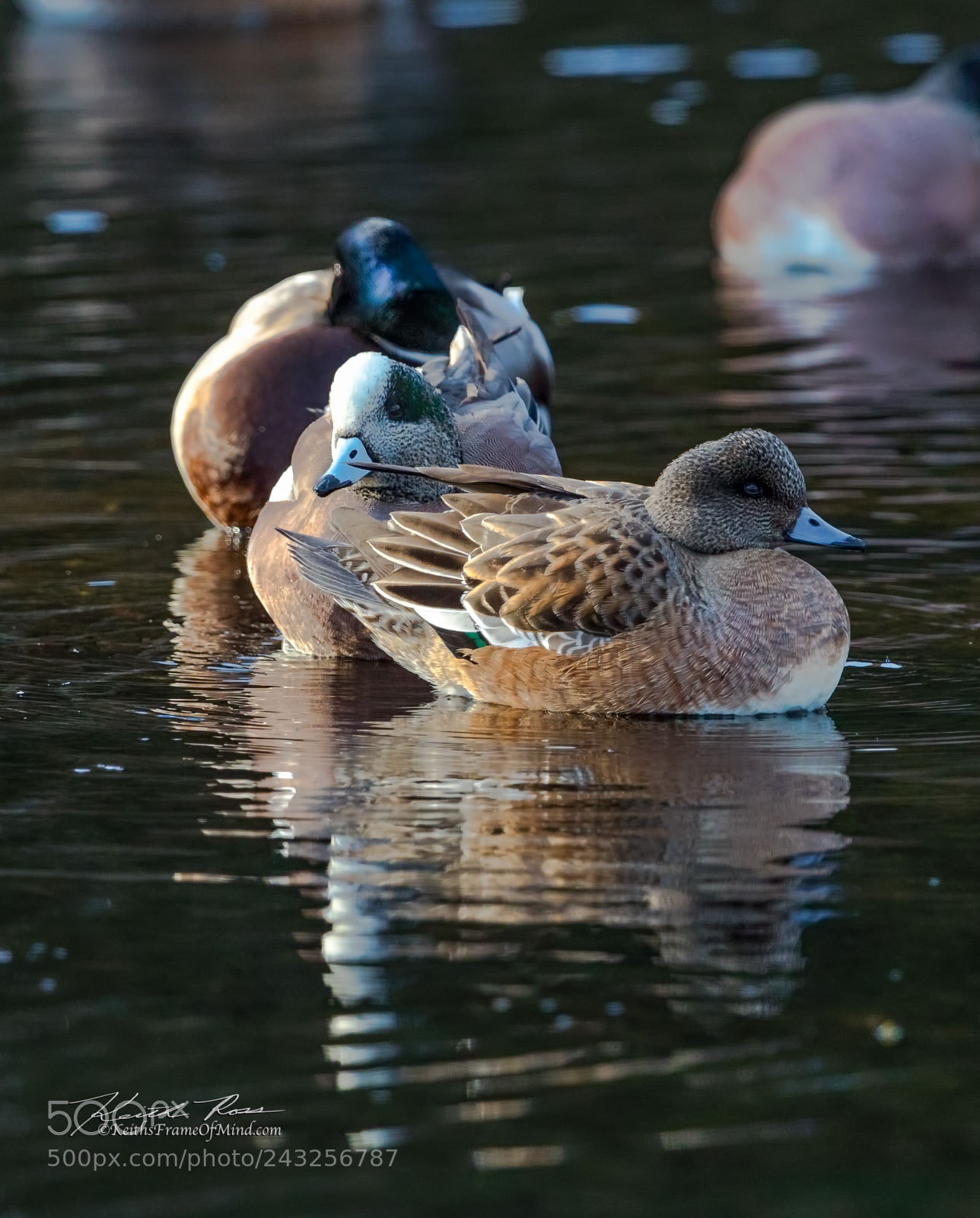 Canon EOS-1D X Mark II sample photo. American wigeon a smigeon photography