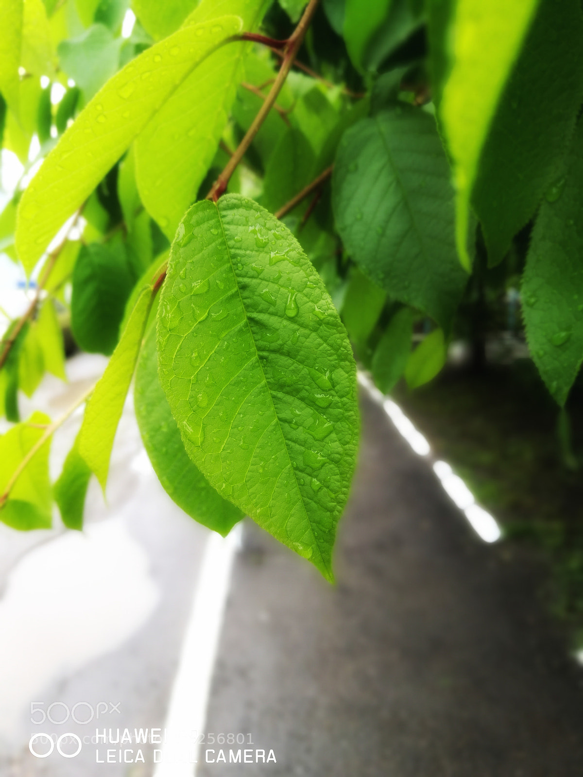 HUAWEI P9 sample photo. Untitled photography