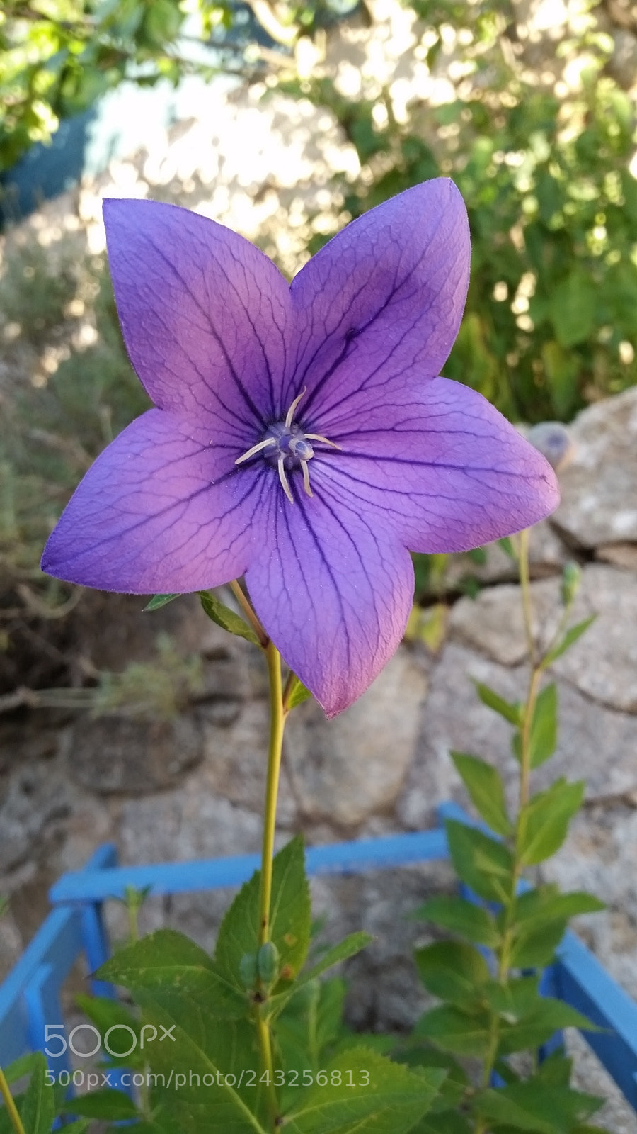 Samsung Galaxy S5 sample photo. Fleur du bien photography